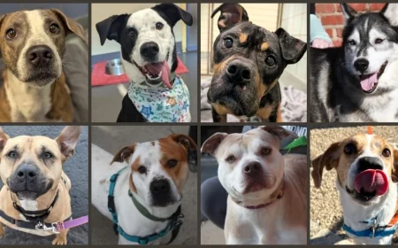 Richmond SPCA hosting ‘Mutt Madness,’ name-your-price adult dog adoption event