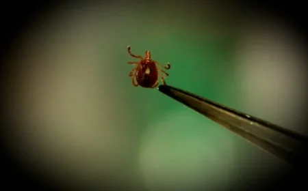 Tick season is here, expert gives advice on how to avoid nasty bites