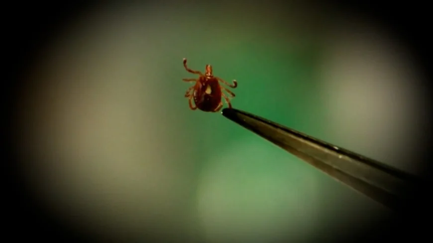Tick season is here, expert gives advice on how to avoid nasty bites