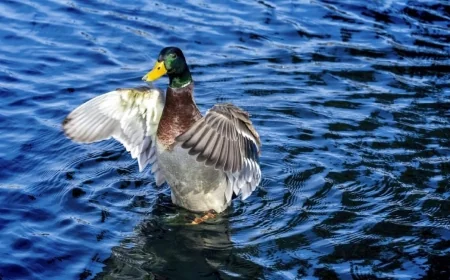 About 200 bird flu cases confirmed in Virginia