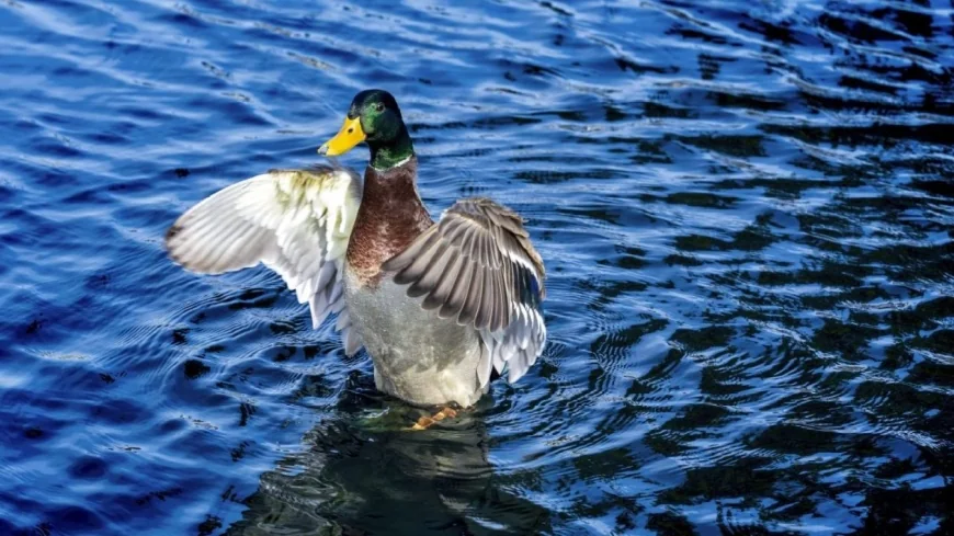 About 200 bird flu cases confirmed in Virginia