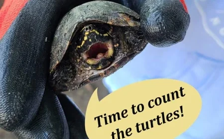 The Turtle Census at the Virginia Living Museum is a great hands on experience
