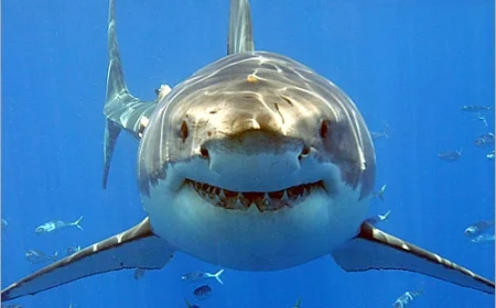 Shark Day at Virginia Living Museum on July 13