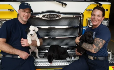 Firefighters and puppies: Half a dozen puppies up for adoption at Chesterfield Animal Services