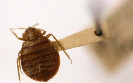Richmond ranks 28th amongst cities with bed bug infestation issues