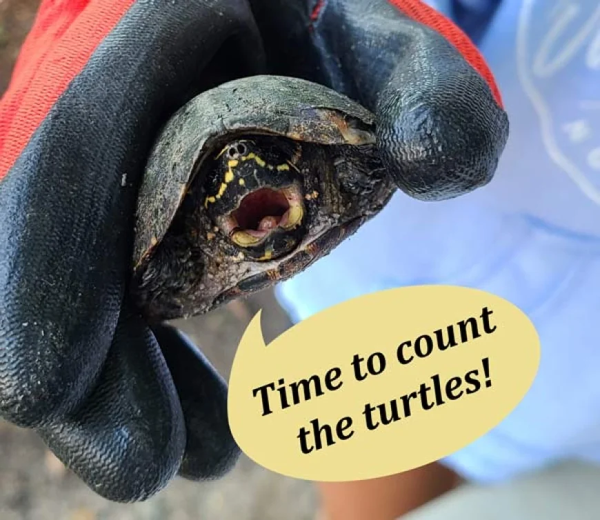 The Turtle Census at the Virginia Living Museum is a great hands on experience