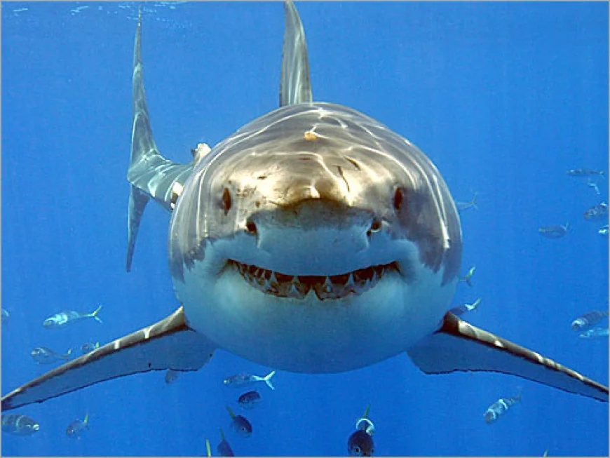 Shark Day at Virginia Living Museum on July 13