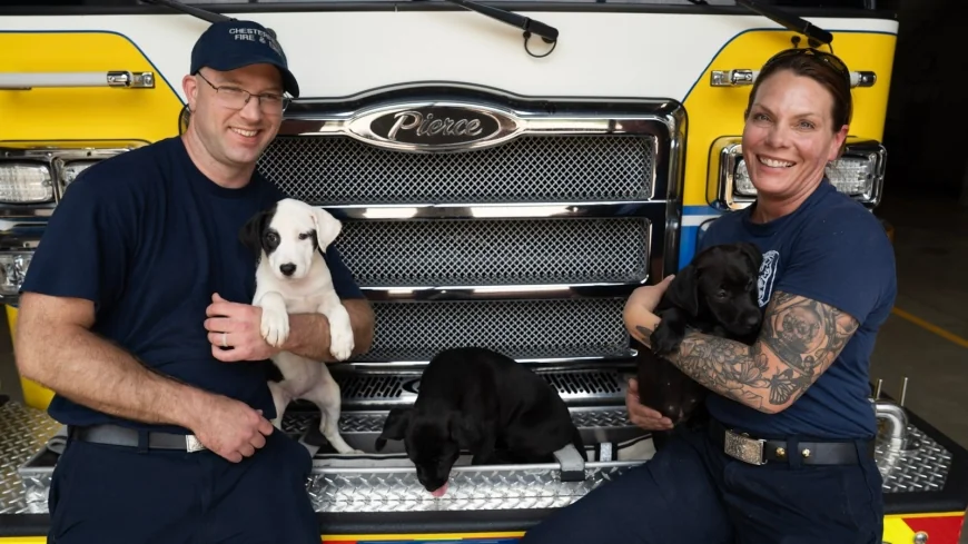 Firefighters and puppies: Half a dozen puppies up for adoption at Chesterfield Animal Services