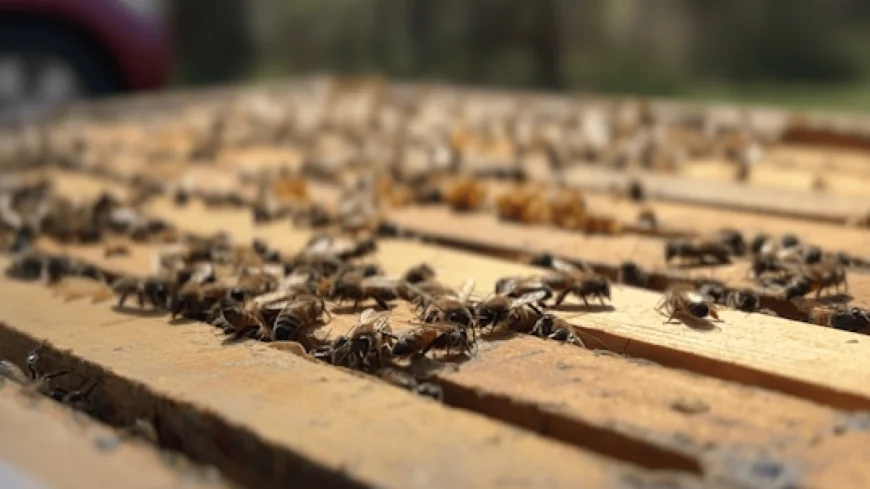 Powhatan bee hotline buzzing to protect the insects