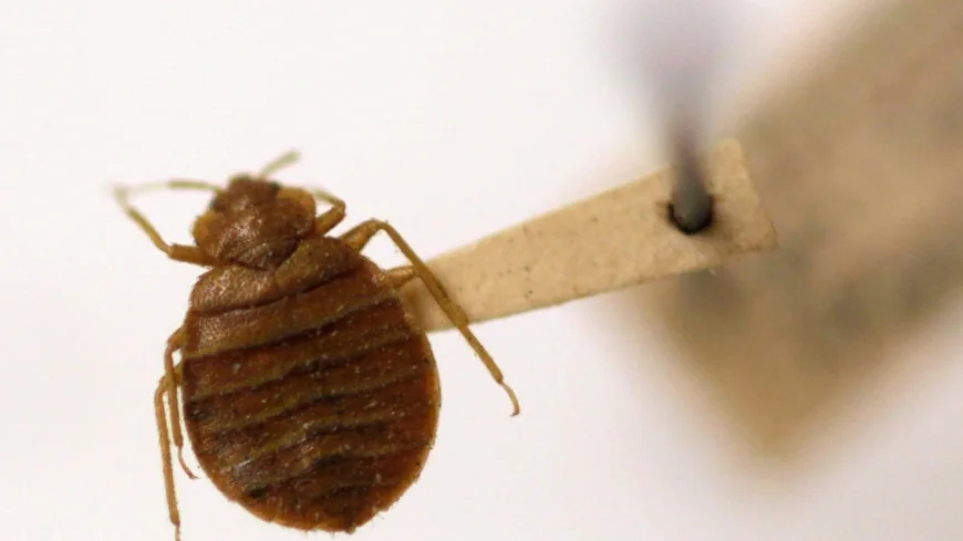Richmond ranks 28th amongst cities with bed bug infestation issues