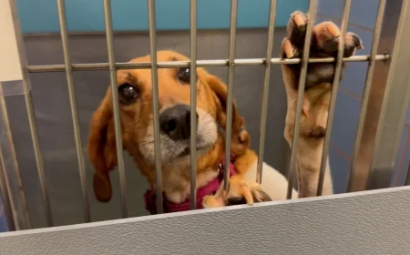 How to keep your furry friends safe and calm this 4th of July