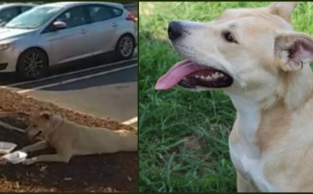 Dog left outside Colonial Heights PetSmart in summer heat still needs a home one year later