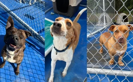 New Kent animal shelter is full, asking for adoption or foster help