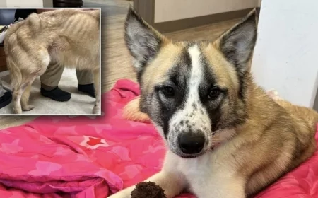 Sussex dog makes miraculous recovery after severe neglect, dying during surgery