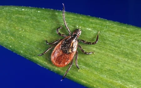 Virginia emergency departments see more than 9,100 tick-related visits in 2025 so far