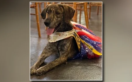 Adoptions half-off at Prince George animal shelter for ‘Clear the Shelter’ event