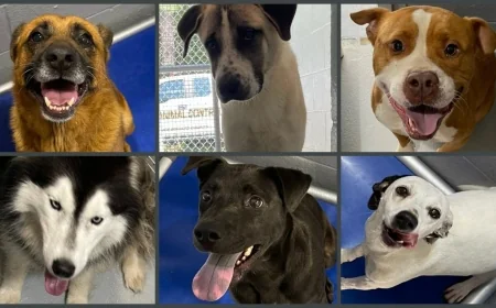 Prince Edward animal shelter over capacity, dogs need loving homes