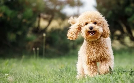 What are Virginia’s pet-related laws?