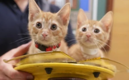 PHOTOS: Chesterfield firefighters help kittens find fur-ever homes