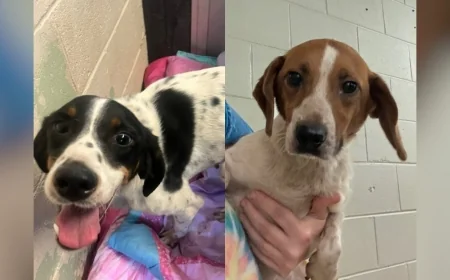 Louisa animal shelter at ‘critically full capacity,’ officials seek homes for pets