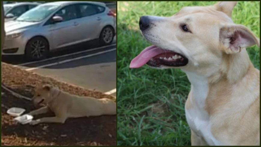 Dog left outside Colonial Heights PetSmart in summer heat still needs a home one year later