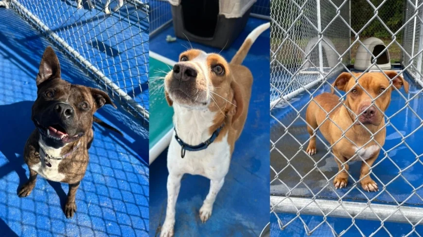 New Kent animal shelter is full, asking for adoption or foster help