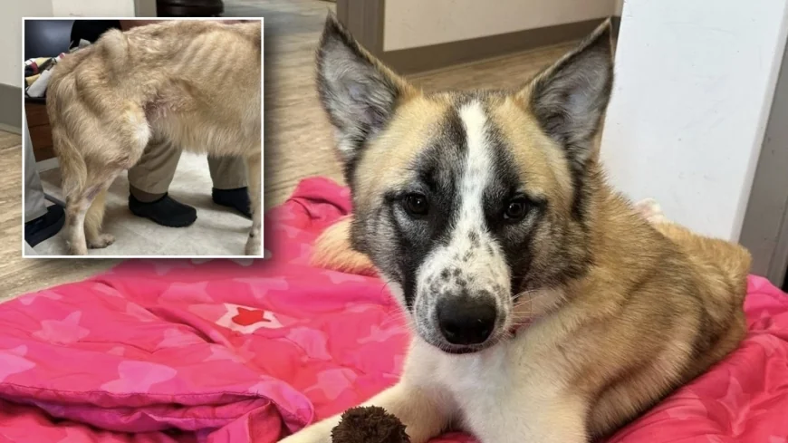 Sussex dog makes miraculous recovery after severe neglect, dying during surgery