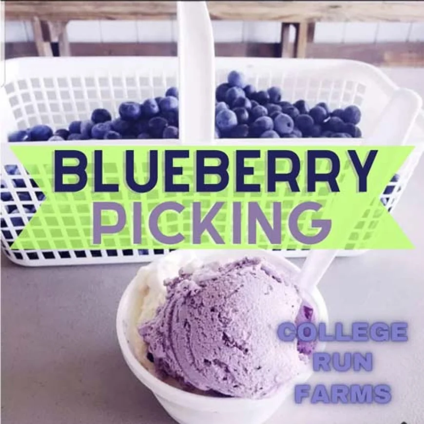 College Run Farms has Blueberry Picking