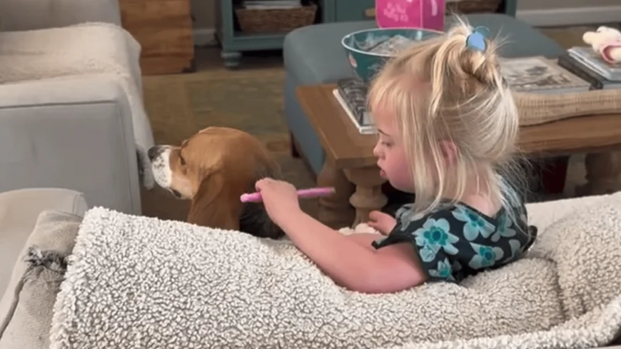 WATCH: Beagle rescued from Cumberland testing facility now pampered in adoptive home