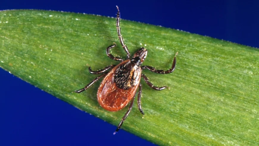 Virginia emergency departments see more than 9,100 tick-related visits in 2025 so far