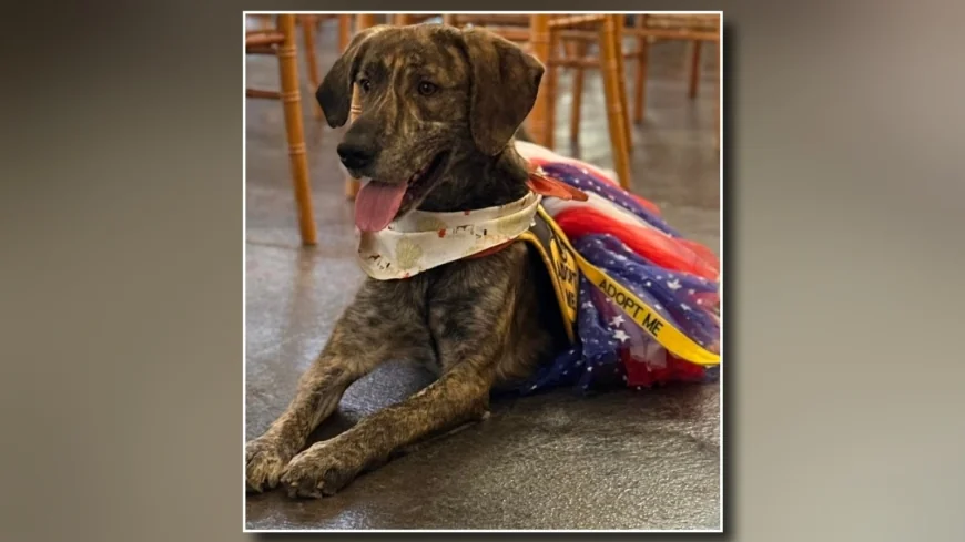 Adoptions half-off at Prince George animal shelter for ‘Clear the Shelter’ event