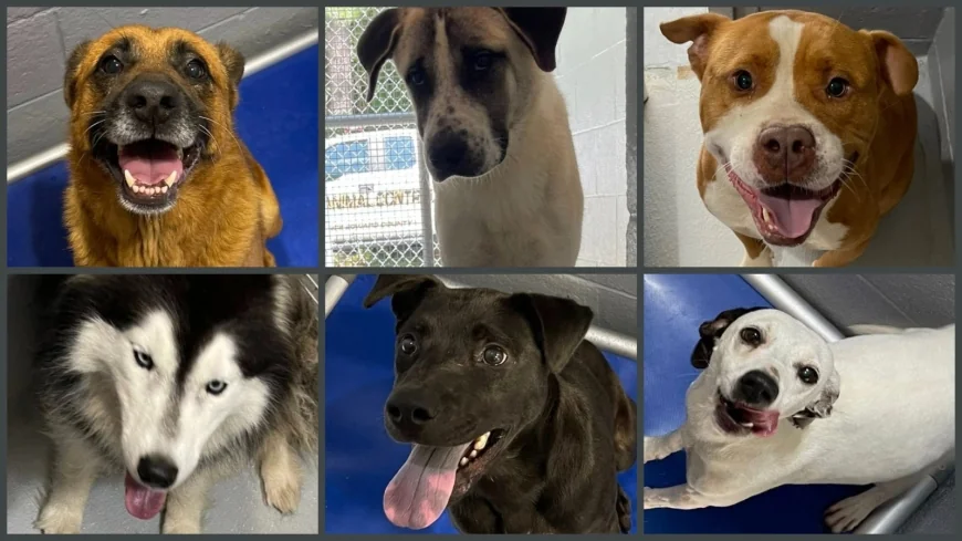 Prince Edward animal shelter over capacity, dogs need loving homes