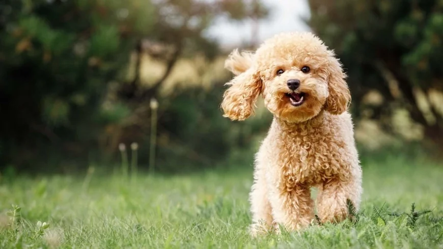 What are Virginia’s pet-related laws?