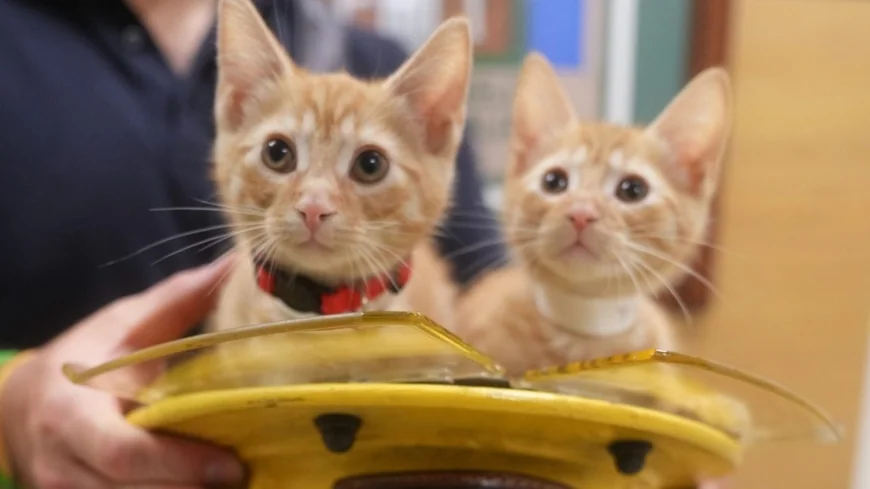 PHOTOS: Chesterfield firefighters help kittens find fur-ever homes