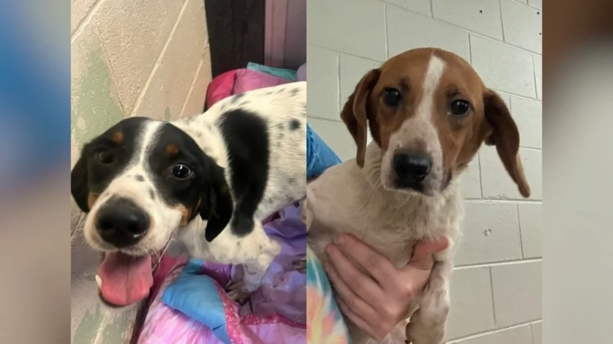 Louisa animal shelter at ‘critically full capacity,’ officials seek homes for pets