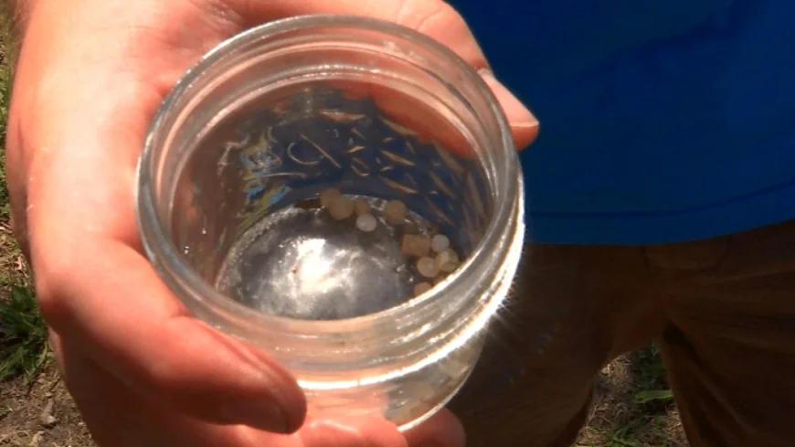 ‘Nurdle hunting’ brings awareness to plastic pollutant