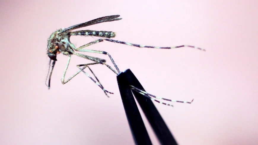 Prince Edward County shares tips to avoid tick, mosquito bites