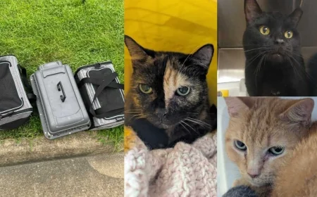 Three cats abandoned outside of Richmond Animal League up for adoption