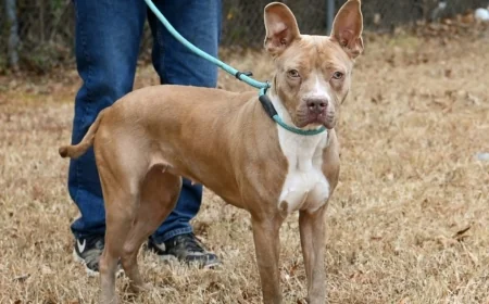 Pet adoption event coming to Henrico County Animal Shelter