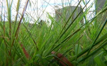 ‘It’s a disgrace’: Petersburg resident fed up with overgrown grass at Blandford Cemetery