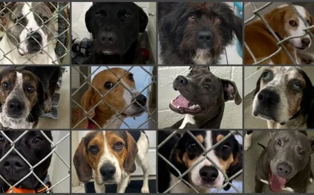 Dinwiddie animal shelter at capacity, dogs looking for loving homes