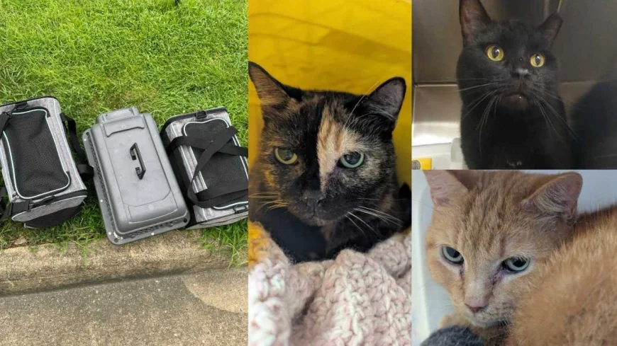 Three cats abandoned outside of Richmond Animal League up for adoption