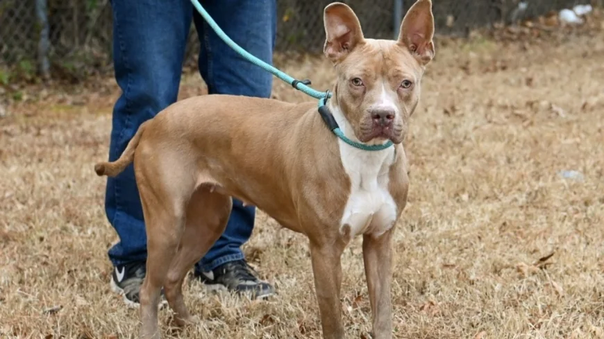 Pet adoption event coming to Henrico County Animal Shelter