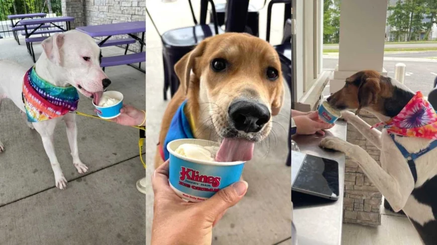 Klines Dairy Bar pup cups support Richmond Animal League throughout August