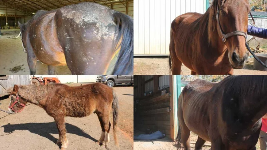 Six horses seized from farm by Greene County Sheriff’s Office