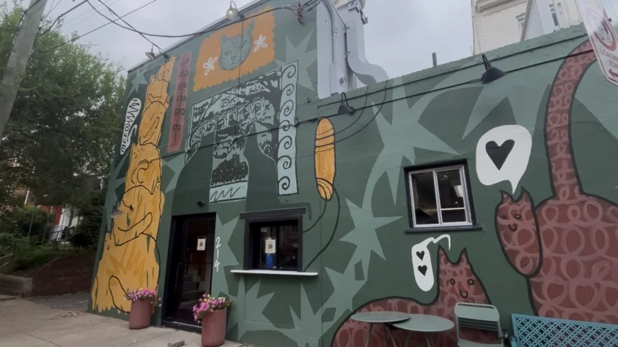 ‘The cat’s out of the bag’: Richmond’s new cat café is on the way
