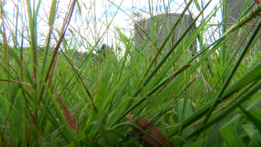 ‘It’s a disgrace’: Petersburg resident fed up with overgrown grass at Blandford Cemetery