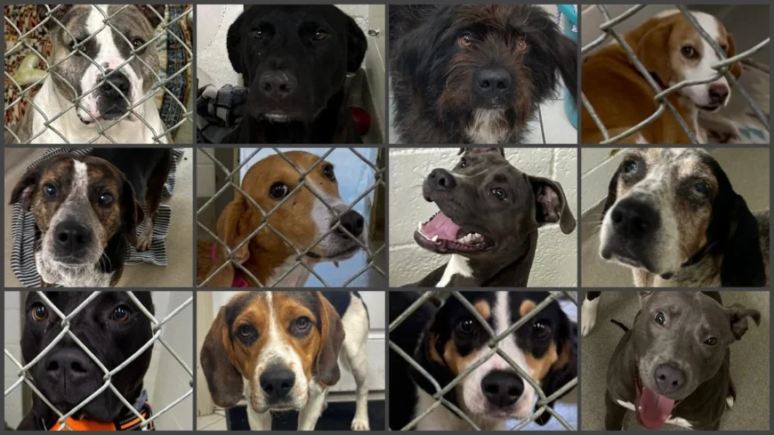 Dinwiddie animal shelter at capacity, dogs looking for loving homes