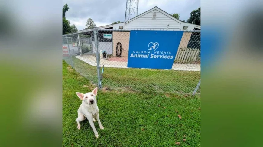 Dog abandoned, tied to fence outside of Colonial Heights Animal Control