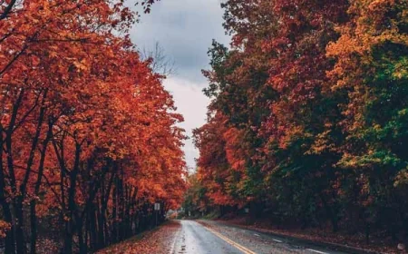 Fall Foliage in Williamsburg, Virginia – when is the best time to visit for Fall of 2025?